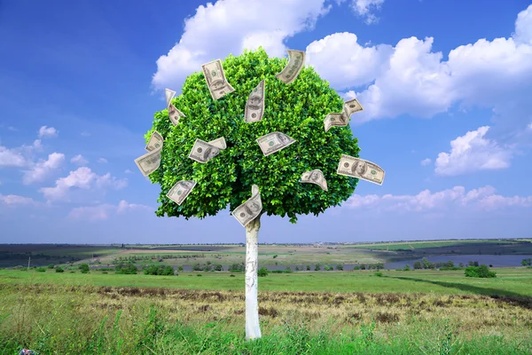 Money tree on natural background — Stock Photo, Image