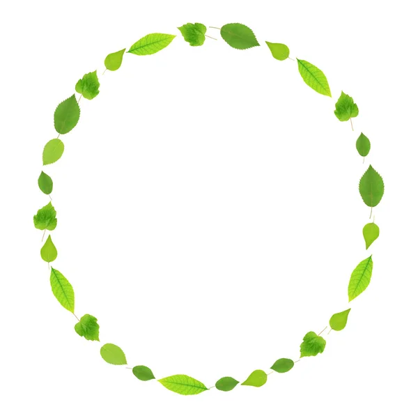 Foglie verdi a forma di cornice con spazio per il testo — Foto Stock