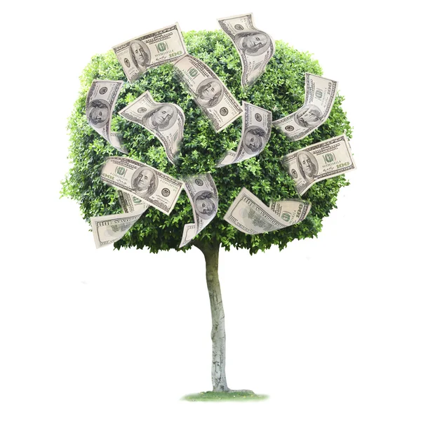 Money tree isolated on white — Stock Photo, Image