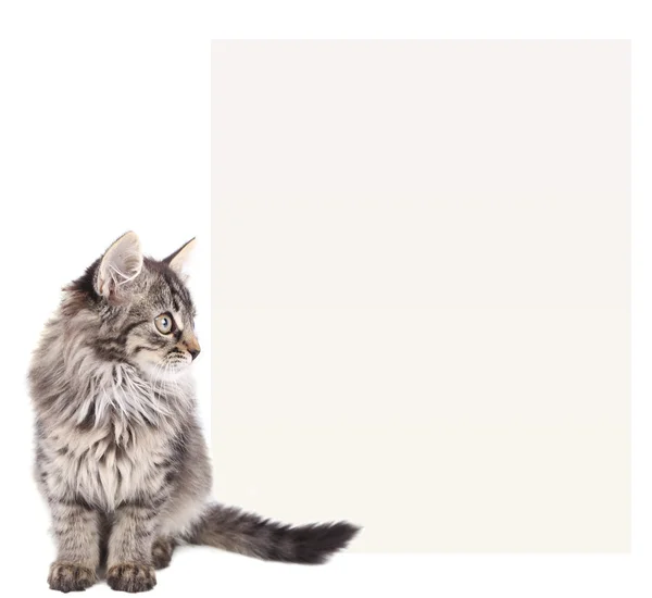 Kleine kitten met plaats voor tekst op wit wordt geïsoleerd — Stockfoto