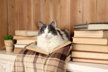 Şirin kedi ekose kitap ile yalan 