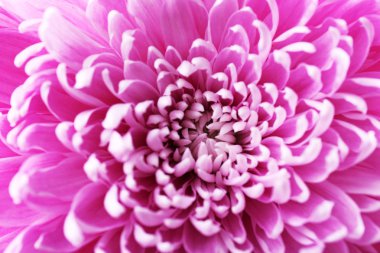 Güzel kasımpatı, yakın plan.