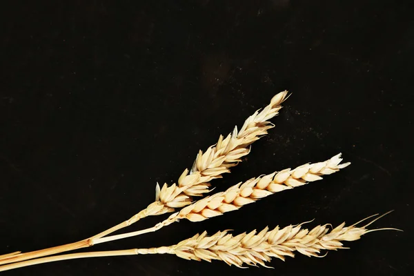 Spikelets of wheat on black wooden background — Stock Photo, Image