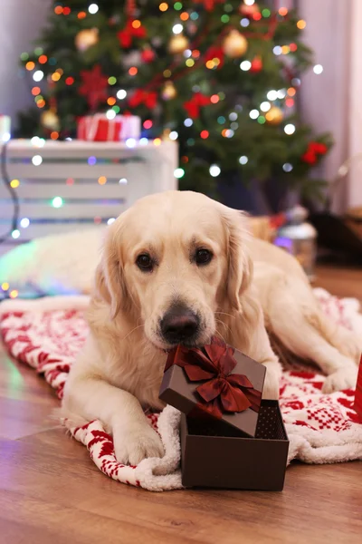 Labrador grande acostado sobre tela escocesa sobre suelo de madera y fondo de árbol de Navidad —  Fotos de Stock
