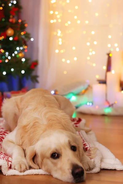 Labrador acostado a cuadros sobre suelo de madera y fondo de decoración navideña — Foto de Stock