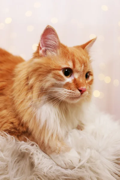 Lovable red cat — Stock Photo, Image