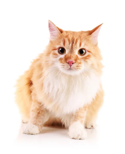 Piros macska elszigetelt fehér háttér — Stock Fotó