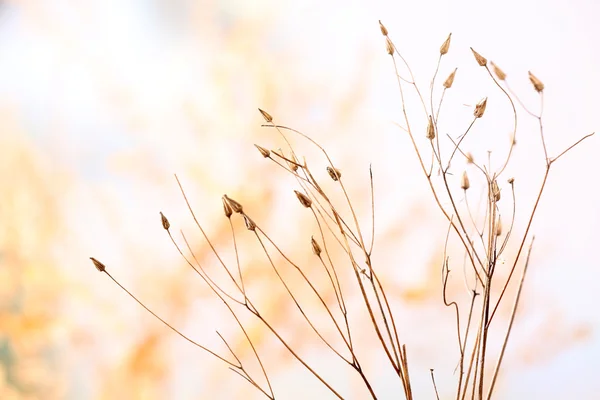 Getrocknete Wildblumen auf hellem Hintergrund — Stockfoto