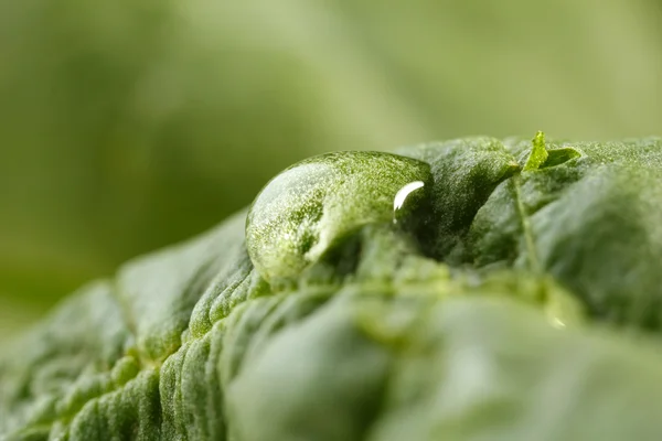 Dauw druppel op leaf op onscherpe achtergrond — Stockfoto