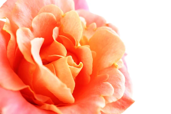 Beautiful orange rose close-up — Stock Photo, Image