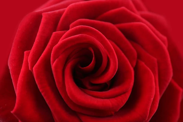 아름다운 붉은 장미를 가까이 서 — 스톡 사진