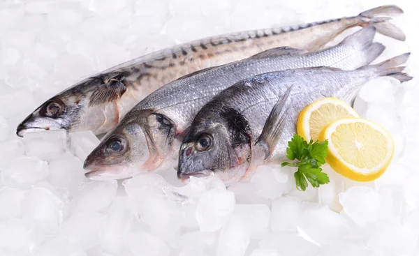 Fresh fish on ice — Stock Photo, Image