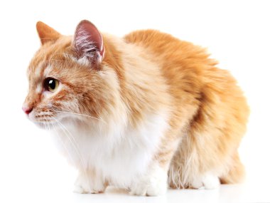 Kırmızı kedi beyaz arkaplanda izole edildi