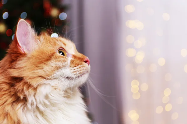 Roztomilý červená kočka na pozadí světla — Stock fotografie