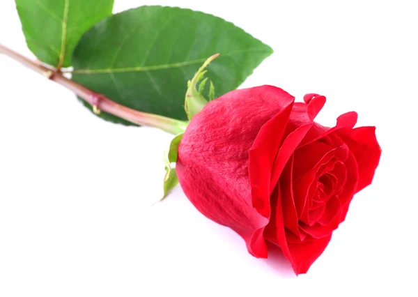 Beautiful red rose isolated on white — Stock Photo, Image