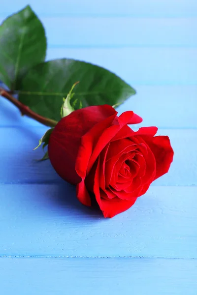 Beautiful red rose on color wooden planks background — Stock Photo, Image