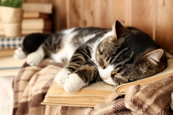 Roztomilý kočka ležící s knihou o kostkované — Stock fotografie