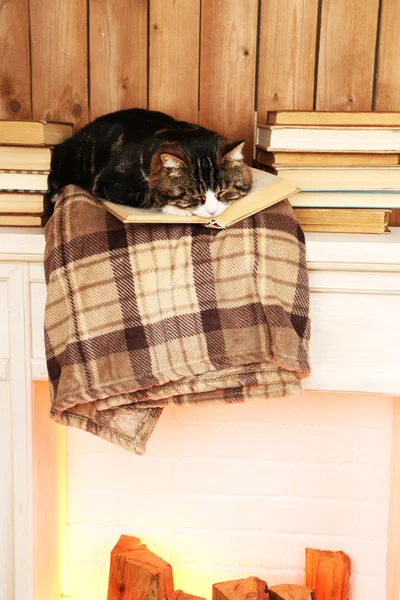 Niedliche Katze liegt mit Buch auf Plaid — Stockfoto