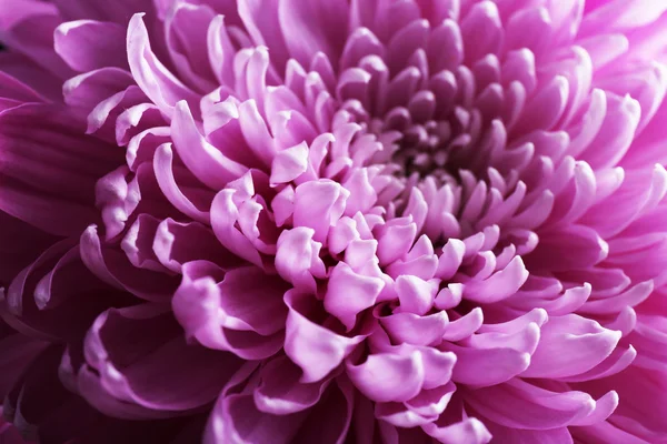 Beautiful chrysanthemum close-up — Stock Photo, Image