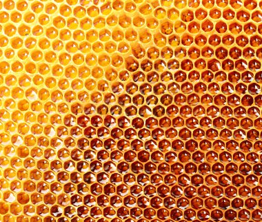 Bal Tarağı Arkaplanı