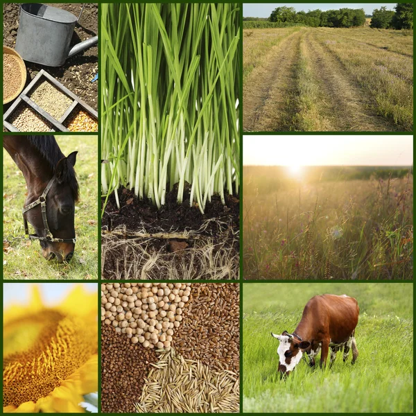 Collage agricolo — Foto Stock