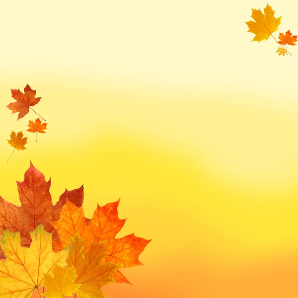 Autumn leaves background — Stock Photo, Image