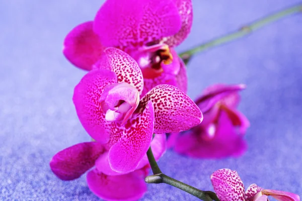 Krásná orchidej na modrém pozadí — Stock fotografie