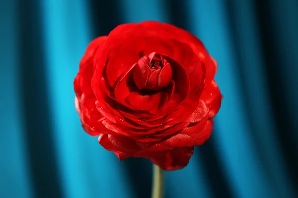 Ranunculus (persian buttercups), on blue background — Stock Photo, Image