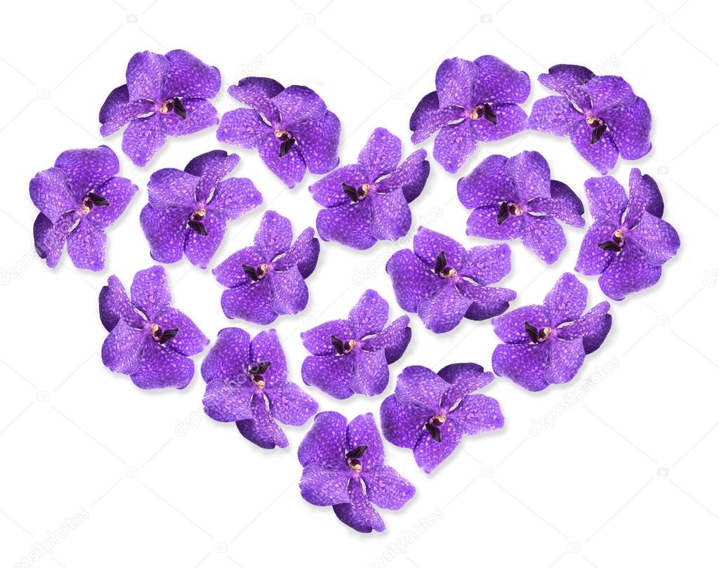 Beautiful flowers in shape of heart isolated on white