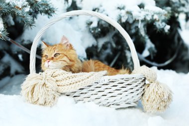 Eşarp kış zamanında köknar ağacı arka plan ile sepet içinde kırmızı kedi