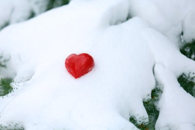 Köknar ağacı dalı ve kalp