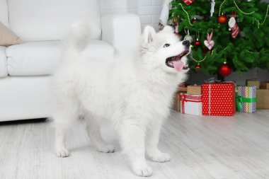 Samoyed köpek Noel ağacına beyaz kanepe arka plan ile odada