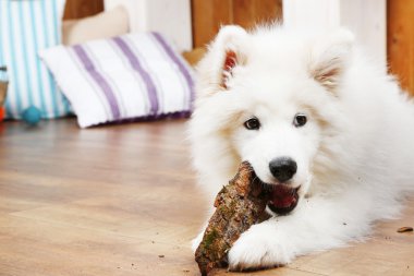 Samoyed köpek odun ahşap zemin üzerinde ve şömine arka plan üzerinde çiğneme
