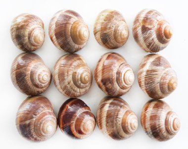 beyaz izole salyangoz