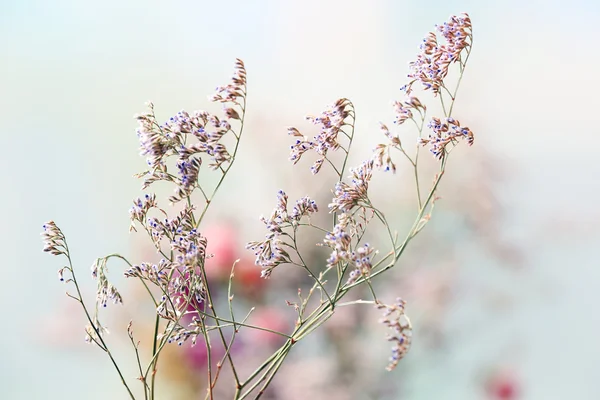 Strauß getrockneter Blumen — Stockfoto