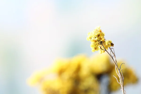 Bouquet di fiori secchi — Foto Stock