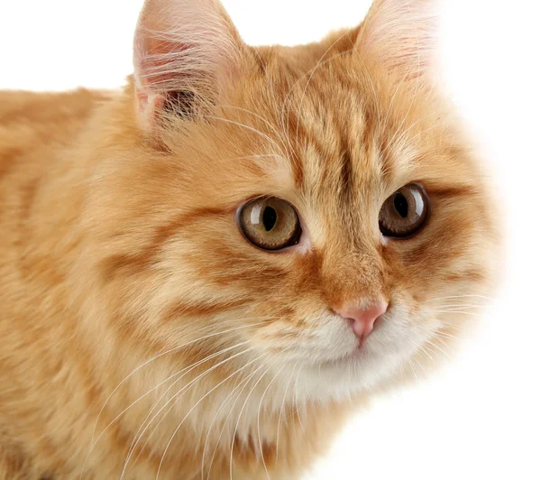 红猫的肖像 — 图库照片