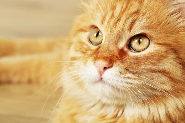 Retrato de gato rojo — Foto de Stock