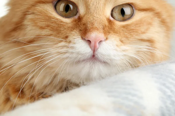 Gato rojo sobre fondo de cuadros caliente — Foto de Stock