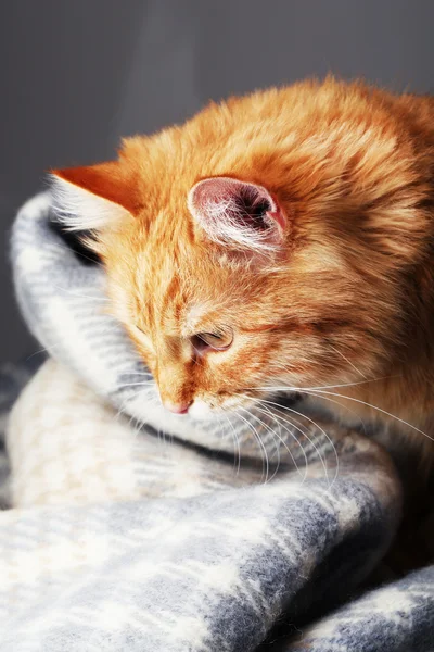 Sıcak ekose ve gri arka plan üzerinde kırmızı kedi — Stok fotoğraf