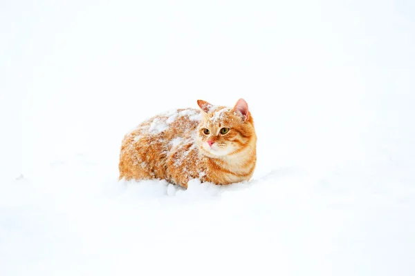 Gato de gengibre na neve — Fotografia de Stock