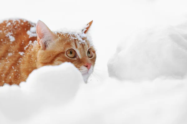 Gato de gengibre na neve — Fotografia de Stock