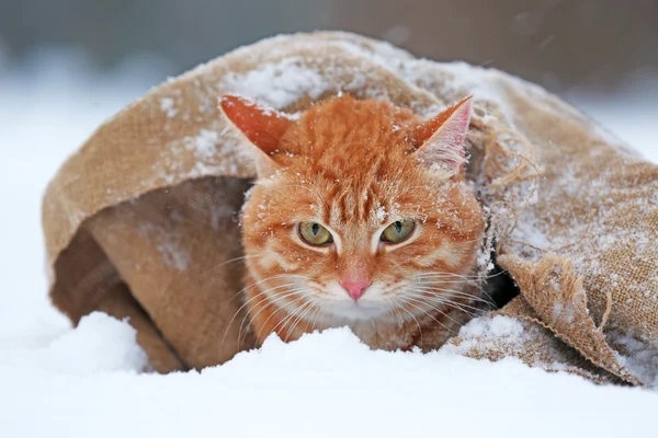 Gato vermelho envolto em cobertor — Fotografia de Stock