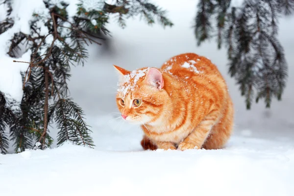 Rote Katze unter Tanne — Stockfoto