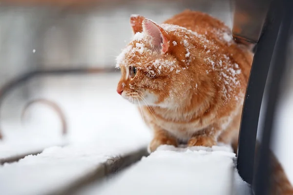 赤い猫がベンチに座って — ストック写真