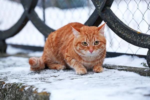 Katze auf Zaun mit Schnee — Stockfoto