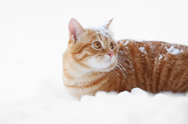 Chat roux sur neige — Photo