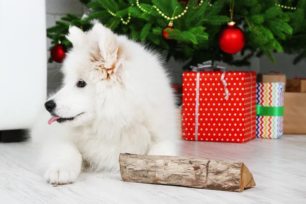 Hravý samojed pes s dříví s vánoční stromeček na pozadí — Stock fotografie