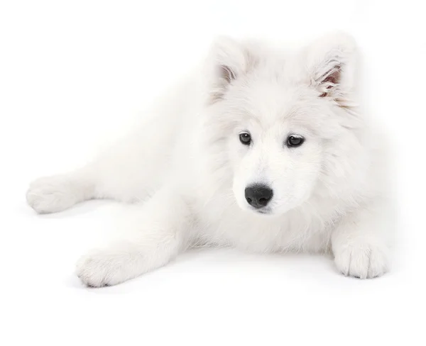 친절 한 Samoyed 개 흰색 절연 — 스톡 사진