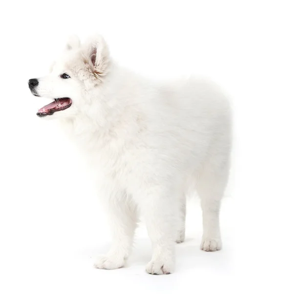 Amistoso perro Samoyedo aislado en blanco — Foto de Stock